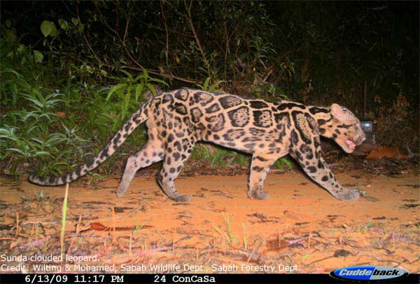 sunda-clouded-leopard-110125-02-Sunda clouded leopard (Neofelis diardi diardi).jpg