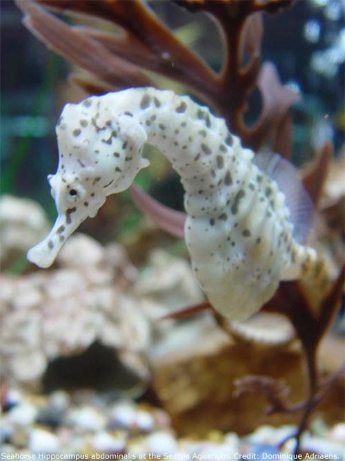 seahorse-shape-110125-02 - Hippocampus abdominalis (large sea horse).jpg