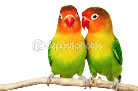 dep 1582055-Pair-of-lovebirds.jpg