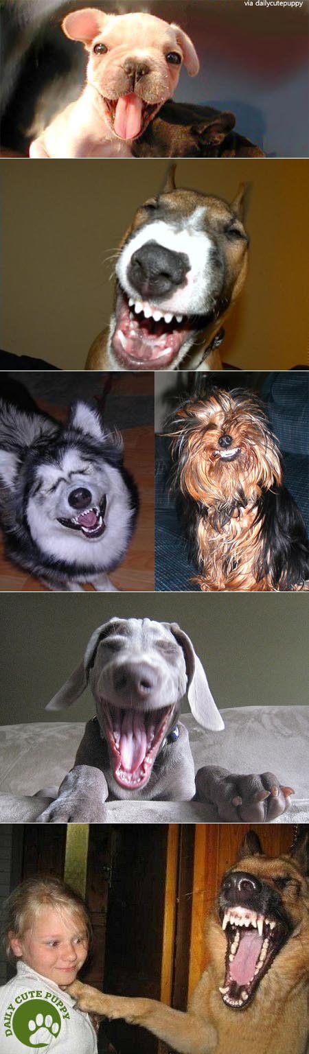 laughingdog2009-funny smiles dogs.jpg