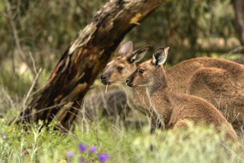 IMG 3557 tonemapped - Kangaroo.jpg