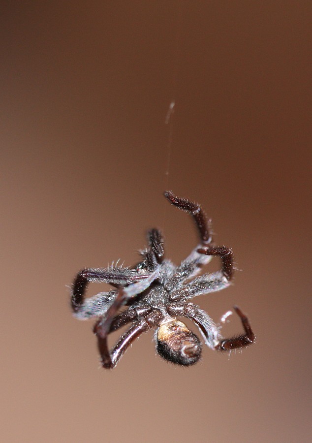 IMG 7151 - Spider.jpg