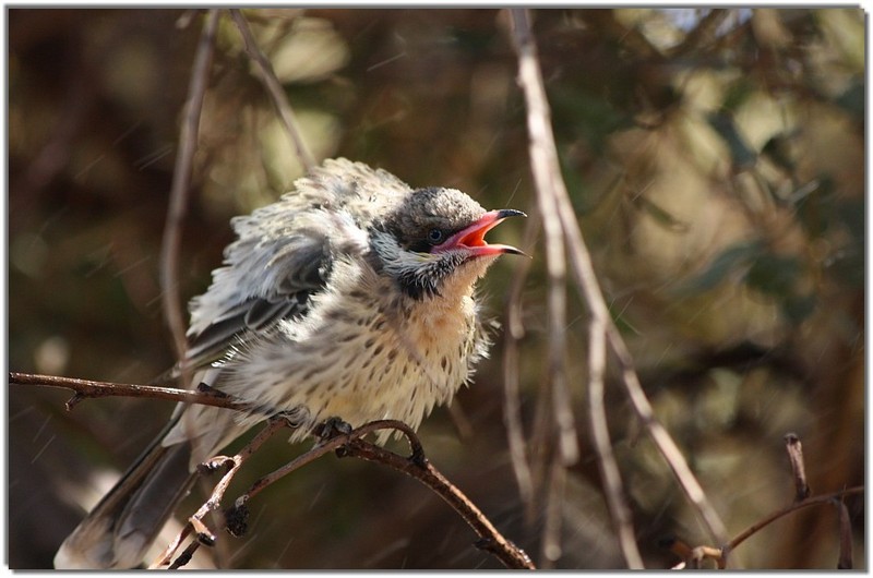 IMG 7253 - wattlebird.jpg