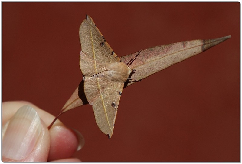 IMG 3974-moth.jpg