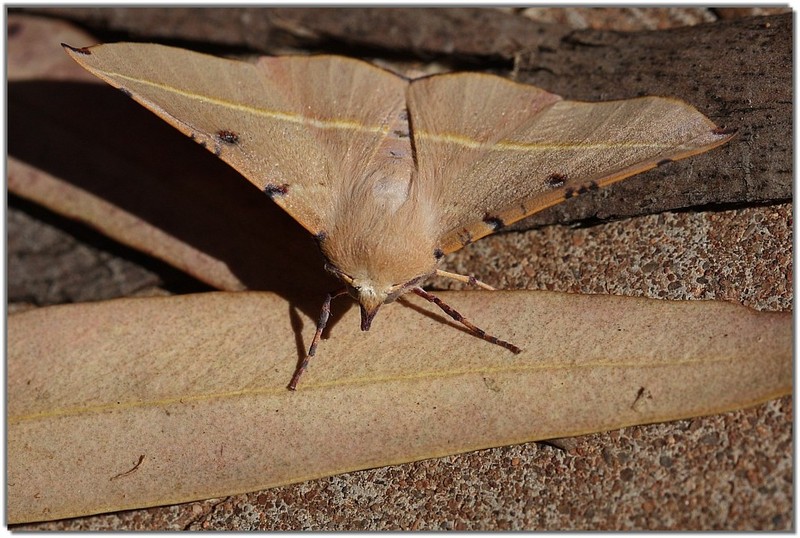 IMG 3983-moth.jpg