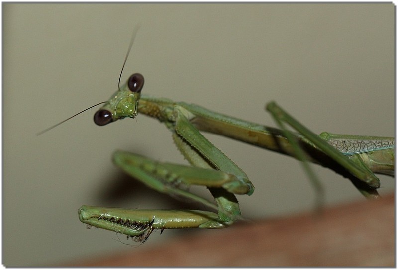 IMG 7408-Praying mantis.jpg