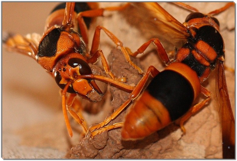 IMG 7912craw - Mud dauber wasps.jpg