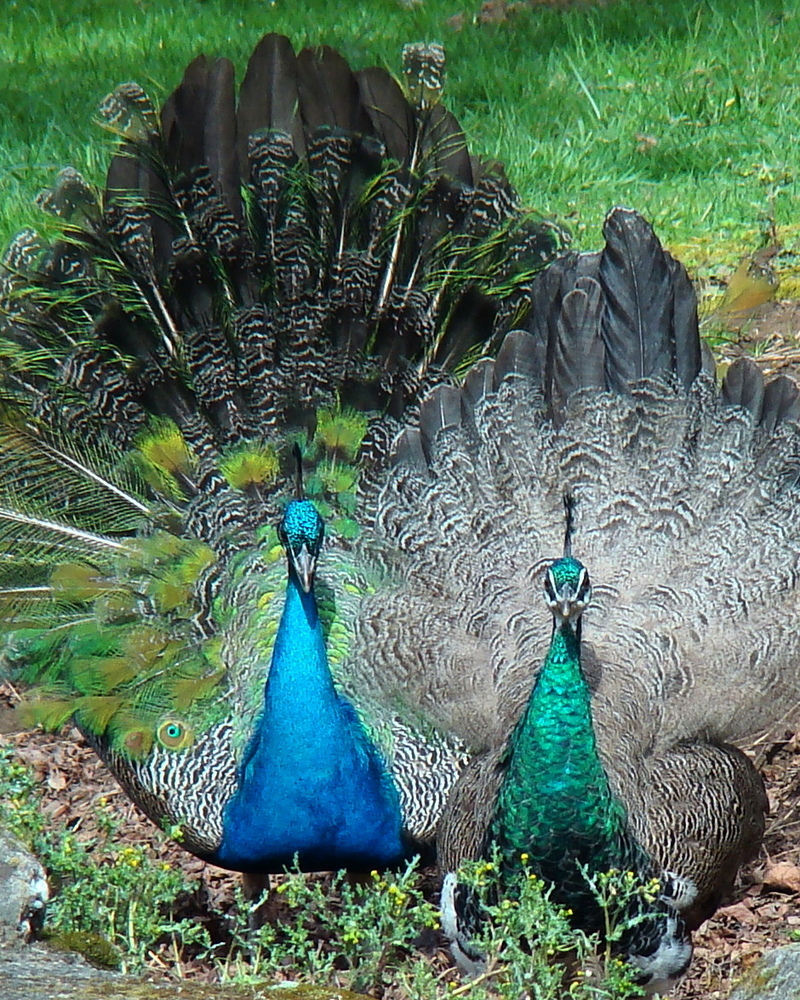 pretty peacock pair(1).JPG