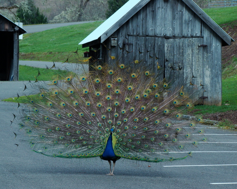 Peacock by the barn.JPG