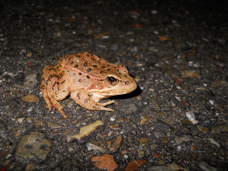 California red-legged frog.JPG