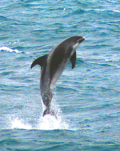 White-beaked Dolphin.jpg
