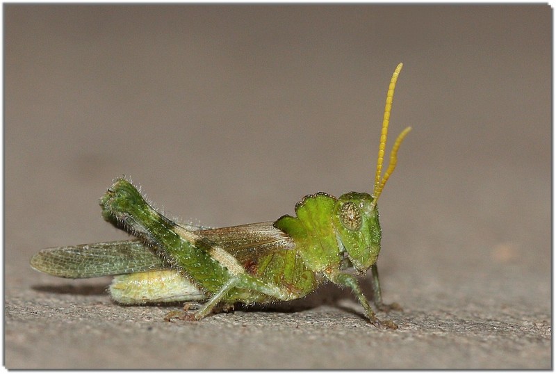 IMG 8463 - green grasshopper.jpg