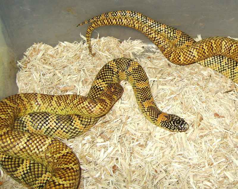 male7 x female5 left side.jpg