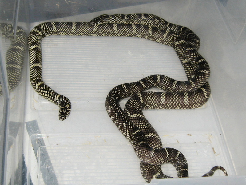 OBX breeding 2011.jpg