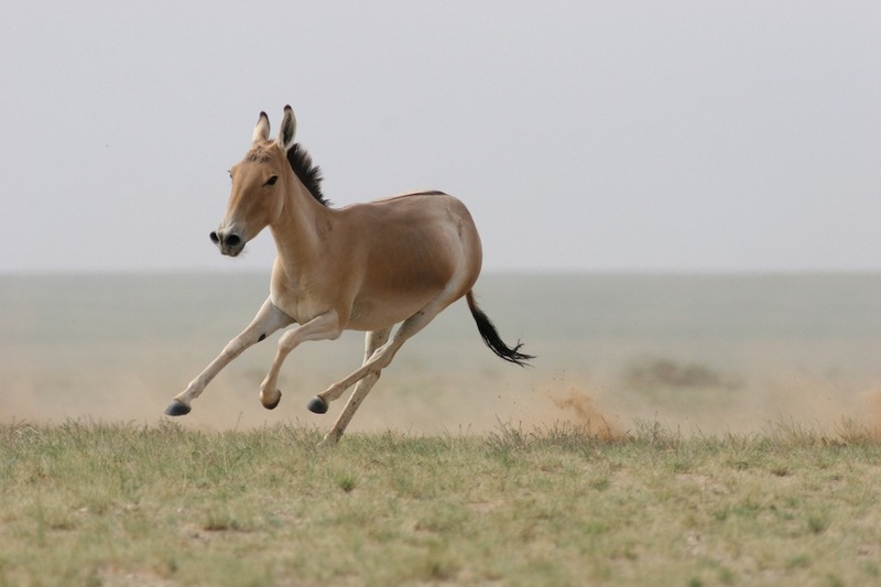 wild-ass-110506 - Mongolian Wild Ass (Equus hemionus hemionus, also called Khulan), Onager.jpg