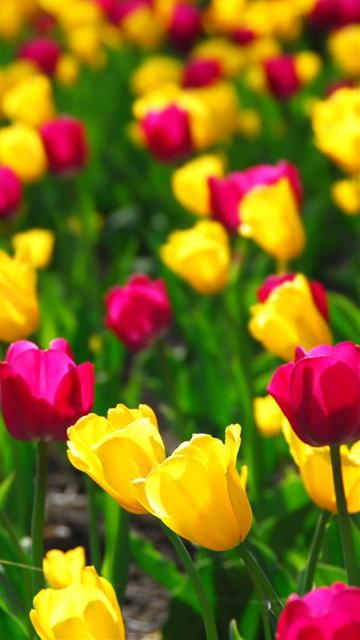 tulips hqlya2ky.jpg