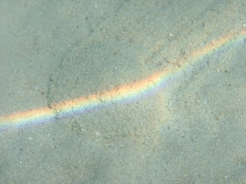 Echinodiscus auritus 1 (Jumeira Beach, Dubai, UAE).JPG