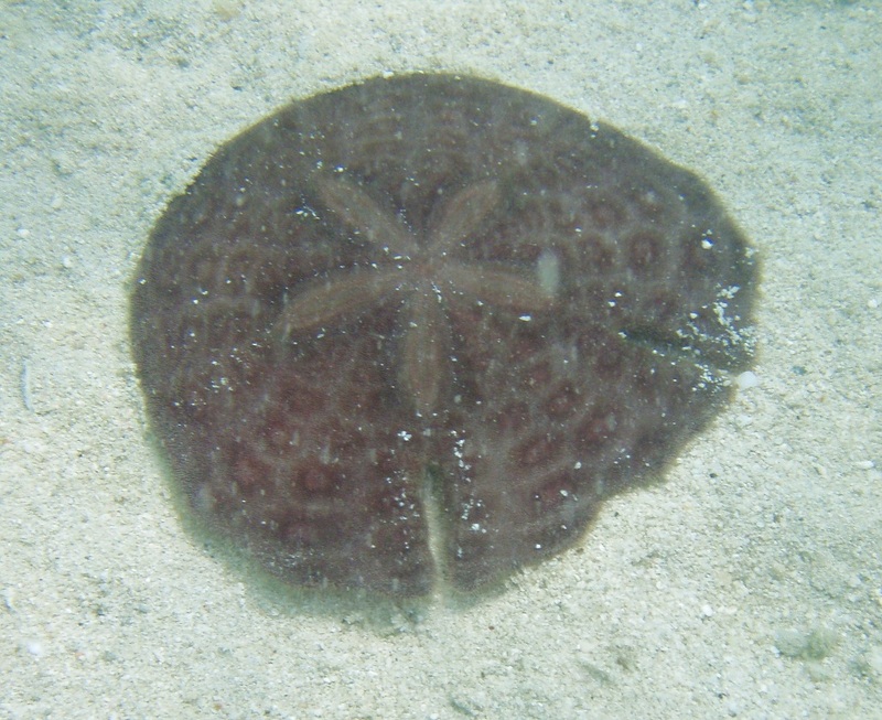 Echinodiscus auritus 2 (Jumeira Beach, Dubai, UAE).JPG