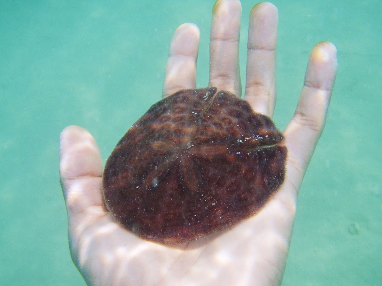 Echinodiscus auritus 3 (Jumeira Beach, Dubai, UAE).JPG