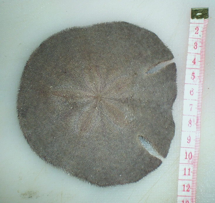 Echinodiscus auritus 4 (Jumeira Beach, Dubai, UAE).JPG