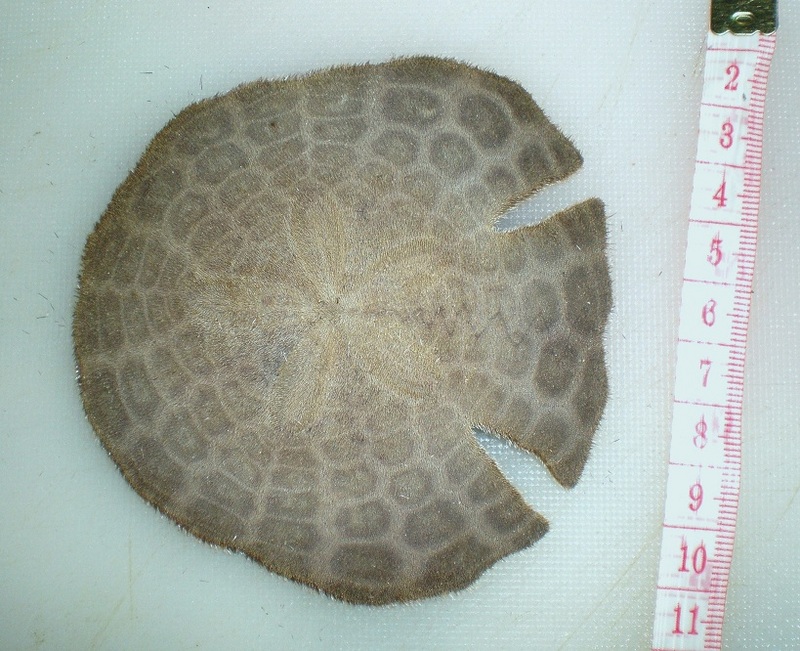 Echinodiscus auritus 5 (Jumeira Beach, Dubai, UAE).JPG