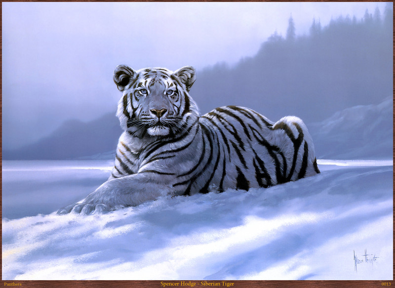 Panthera 0013 Spencer Hodge Siberian Tiger.jpg