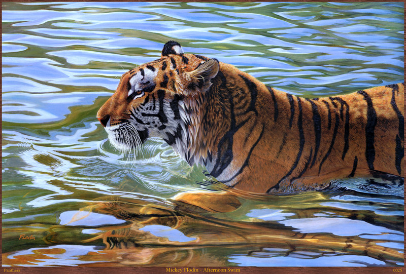 Panthera 0025 Mickey Flodin Afternoon Swim.jpg