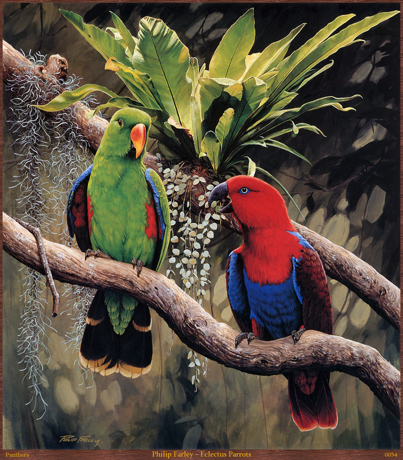 Panthera 0054 Philip Farley Eclectus Parrots.jpg