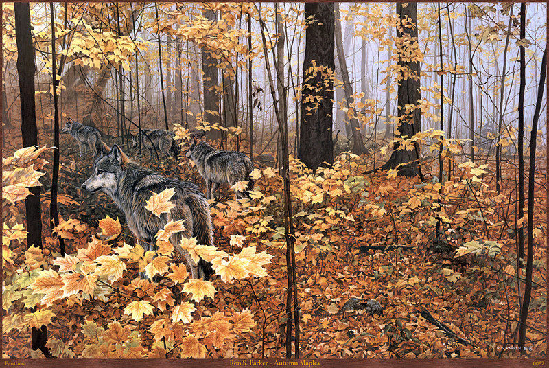 Panthera 0082 Ron S. Parker Autumn Maples.jpg