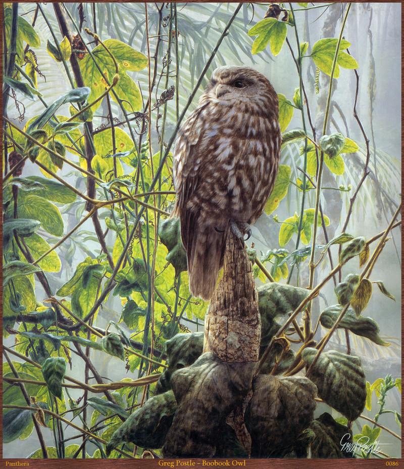 Panthera 0086 Greg Postle Boobook Owl.jpg