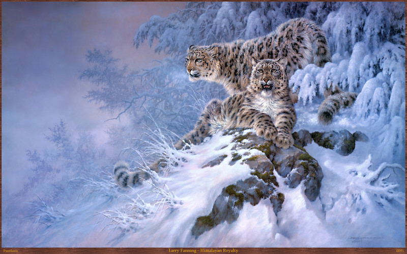 Panthera 0091 Larry Fanning Himalayan Royalty.jpg