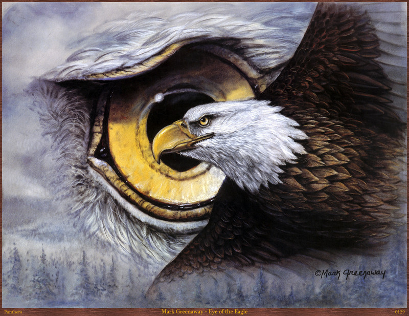 Panthera 0129 Mark Greenaway Eye of the Eagle.jpg