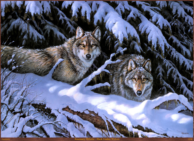 Panthera 0138 Rosemary Millette Black Timber Wolves.jpg