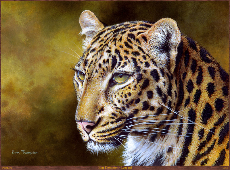 Panthera 0151 Kim Thompson Leopard.jpg