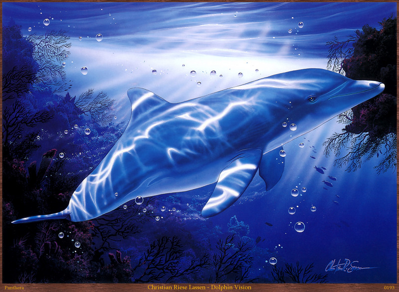 Panthera 0193 Christian Riese Lassen Dolphin Vision.jpg