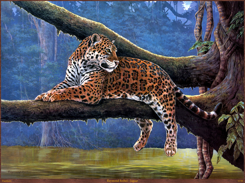 Panthera 0198 Raymond Reibel Jaguar.jpg