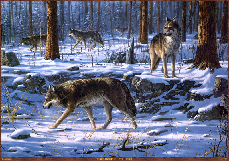 Panthera 0199 James Hautman Wolf Pack.jpg