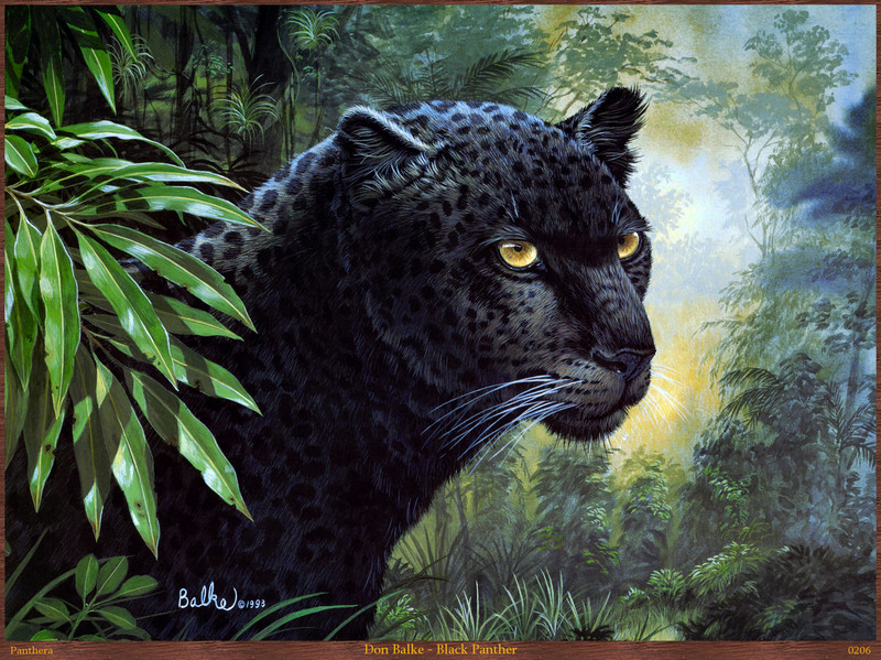 Panthera 0206 Don Balke Black Panther.jpg