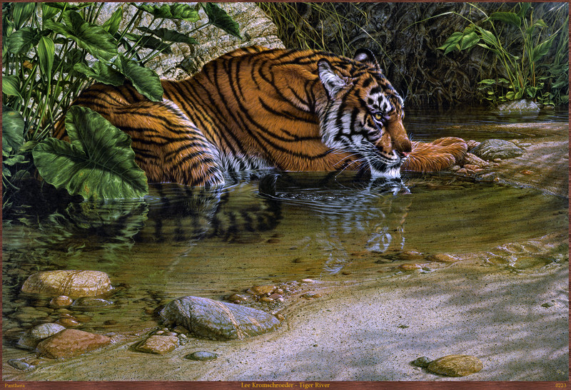 Panthera 0223 Lee Kromschroeder Tiger River.jpg
