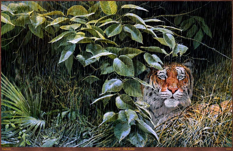 Panthera 0268 John Seerey-Lester The Rains.jpg