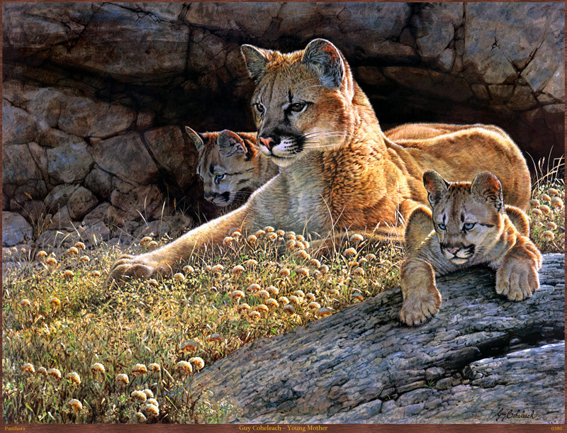 Panthera 0380 Guy Coheleach Young Mother.jpg