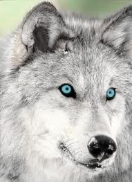 sivlershe wolf.jpg