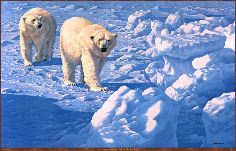 Panthera 0453 John Seerey-Lester Along the Ice Floe.jpg