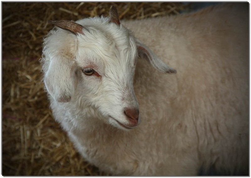 IMG 1676 - Goat Kid, lamb.jpg