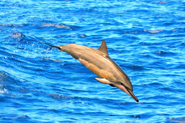 Spinner dolphin.jpg