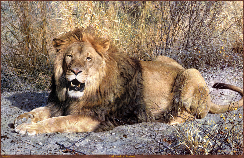 Panthera 0521 Carl Brenders Kalahari.jpg