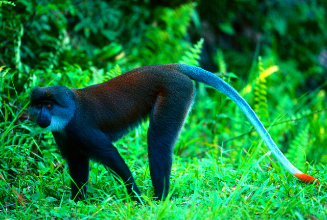 Sun-tailed Monkey.jpg