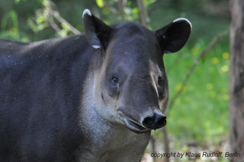 Tapirus-bairdi-Mittelamerika-Tapir-CottbusTP2011Mai!14-285.JPG