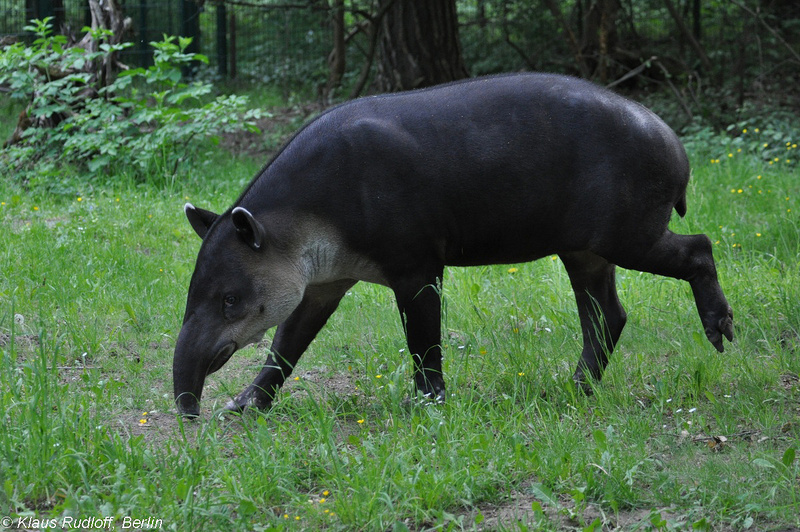 Tapirus-bairdi-Mittelamerika-Tapir-CottbusTP2011Mai!14-259.JPG