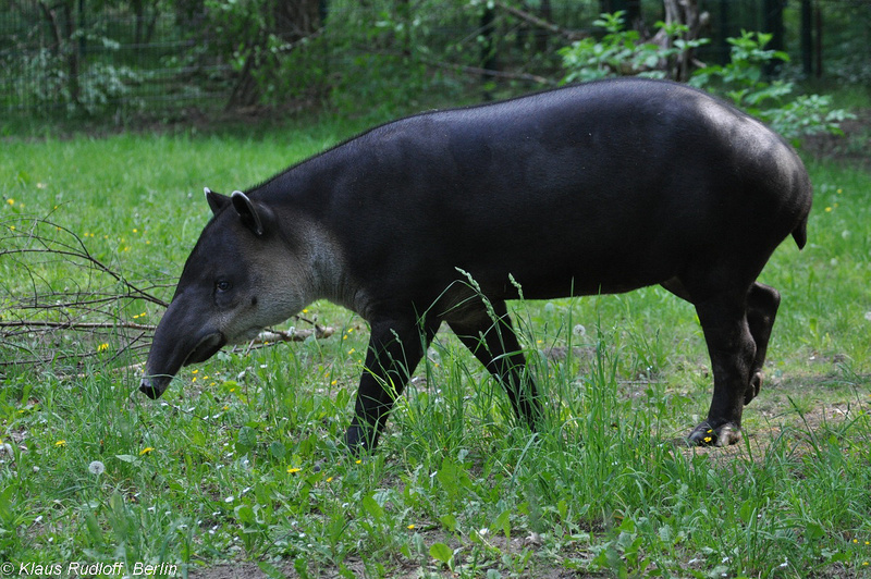 Tapirus-bairdi-Mittelamerika-Tapir-CottbusTP2011Mai!14-264.JPG